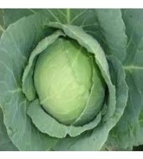 Cabbage / Patta Gobi NS 199 (Namdhari)